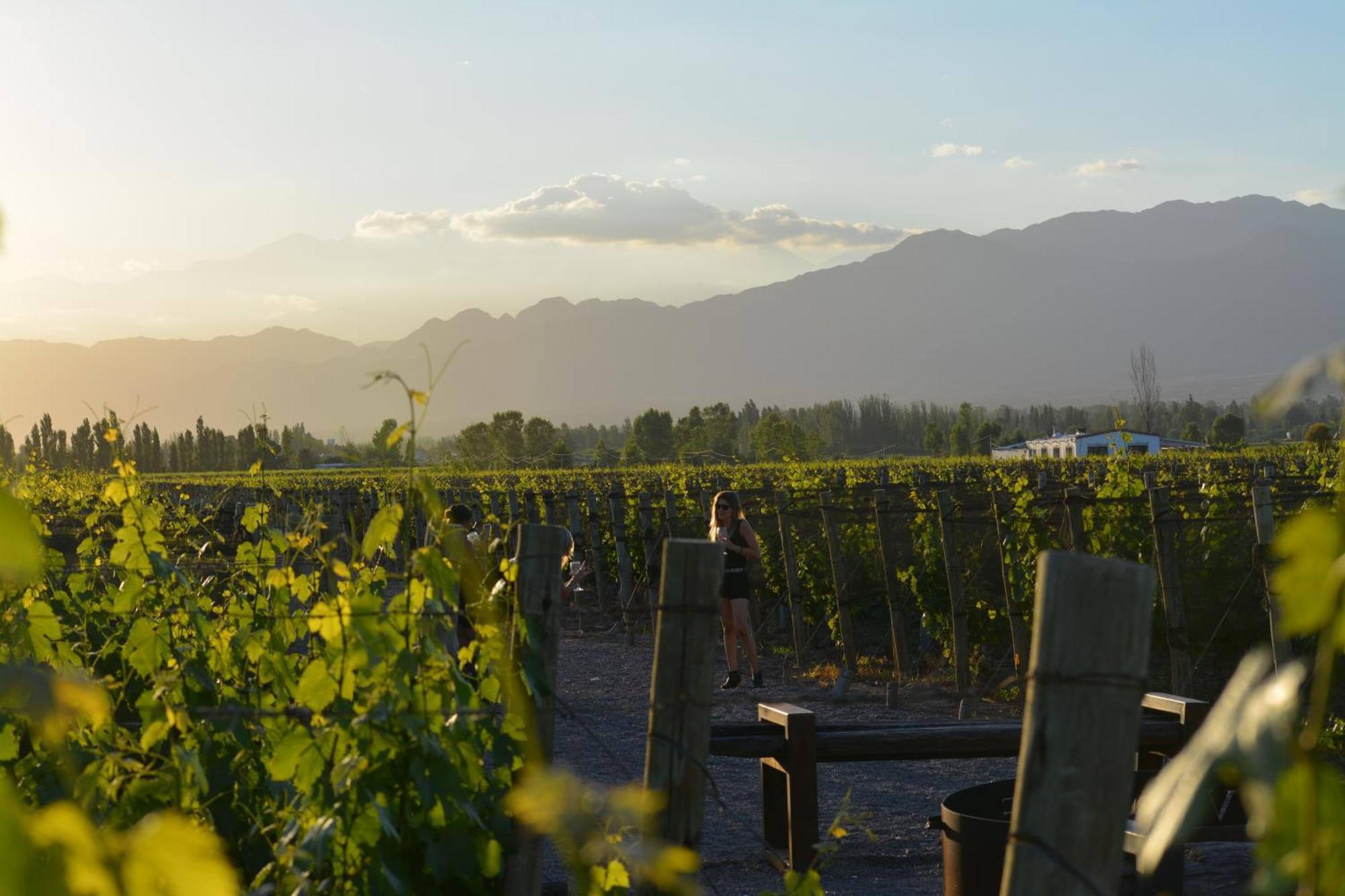 Viamonte Winery Lodge 查克拉斯德科里亚 外观 照片